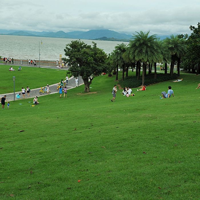 百慕大草种子  百慕大种子 草坪种子四季常青免修剪百慕大庭院
