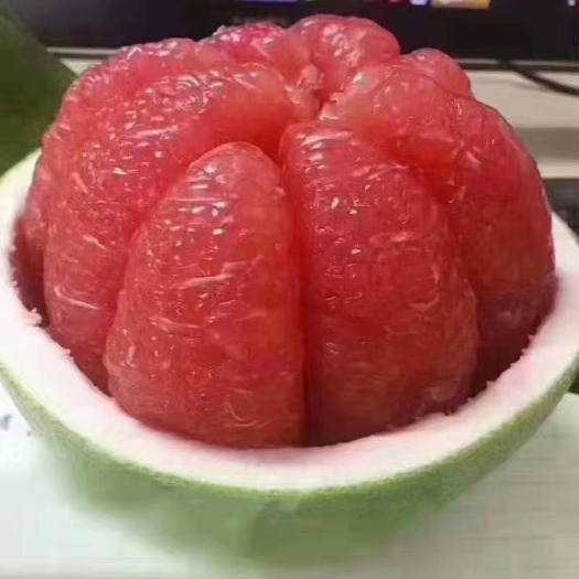 灵山县泰国红宝石柚苗 优质泰国红宝嫁接苗，带营养杯发货，有想法的老板可以咨询一下