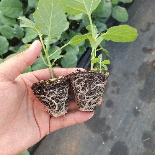 南宁营养土  厂家直接发货栽培基质，瓜果蔬菜通用型育苗基质，通用型好培育