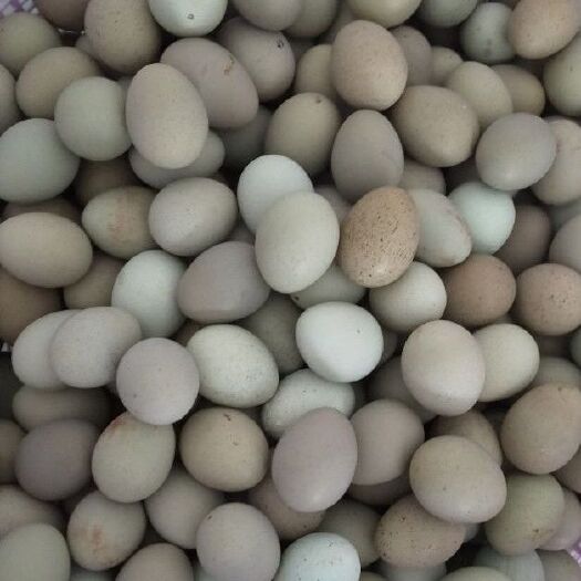 涡阳县芦丁鸡种蛋 芦丁鸡全色种蛋