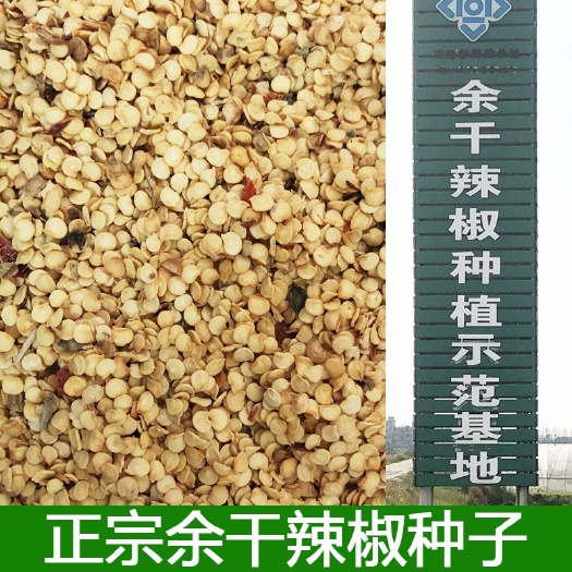 余干辣椒种子,余干枫树辣椒种子,丰收辣椒种子,500克