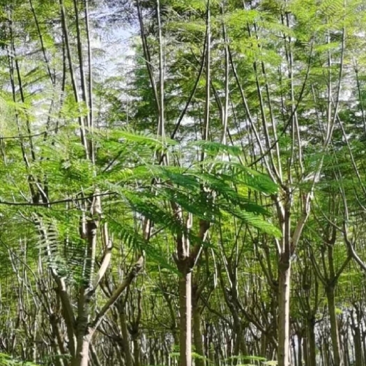 灵山县适合河堤公园住宅小区公路绿化带绿化园林蓝花楹木
