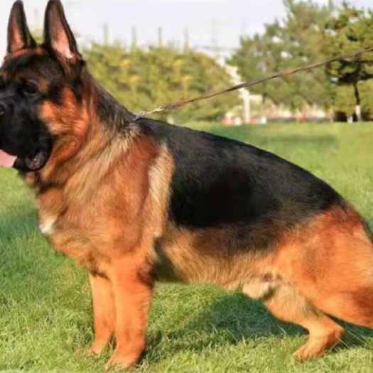 宿州纯种牧羊犬，黑背聪明听话，自家养殖品种纯，牧羊好帮手。