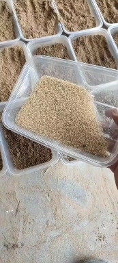 砀山县 金蝉种苗