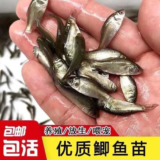 博罗县鱼苗鲫鱼苗、中科三号，中科五号鲫鱼苗、白金鲫鱼苗，青龙鲫鱼苗