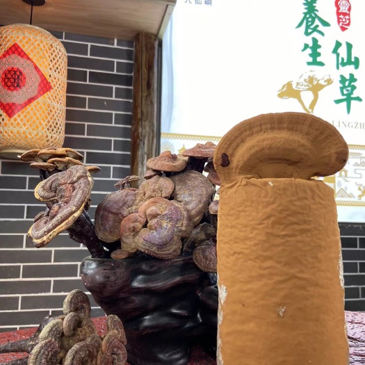 乳源县灵芝孢子粉   新鲜灵芝 孢子粉多 养生新鲜灵芝 当天采摘