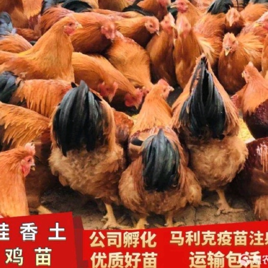 南宁桂香土鸡苗 质量可靠 包打岀壳疫苗
