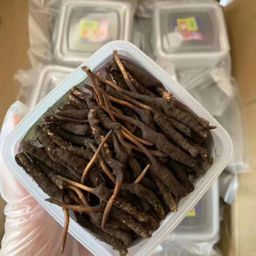 临潭县新鲜冬虫夏草高海拔西藏那曲青海新鲜虫草产地批发