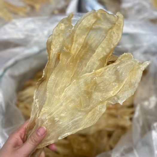 广州黄花胶 大量批北海阴阳片15-30头泡发厚肉胶质Q弹女性滋补