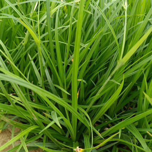 青州市 崂峪苔草