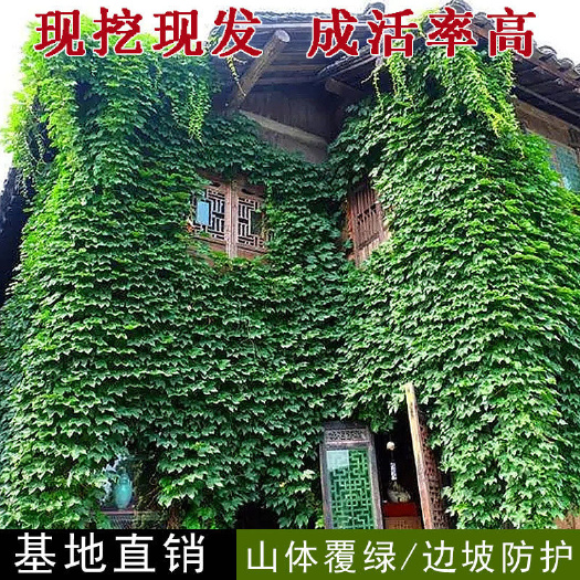 爬山虎 1~2公分 1.5~2米
