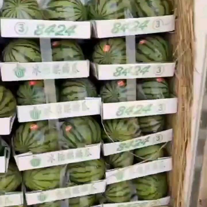 美都西瓜8424西瓜基地直发保质保量，