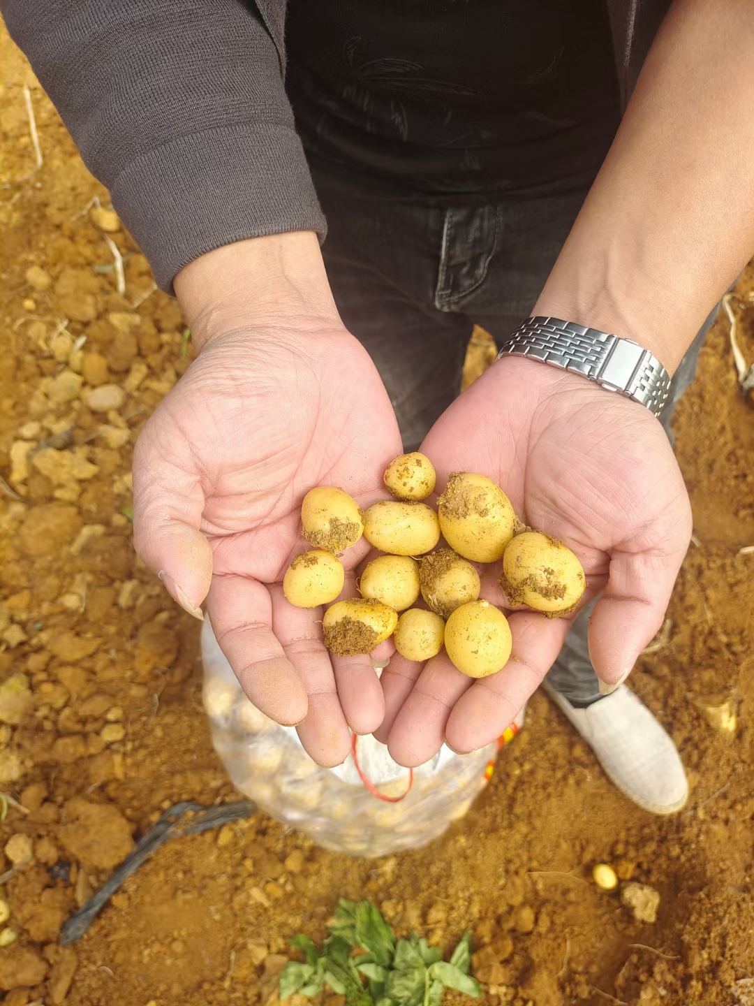 专业大量油炸迷你土豆迷你马铃薯迷你小土豆迷你小洋芋供应批发 专业大量油炸迷你土豆迷你马铃薯迷你小土豆迷你小洋芋供应批发