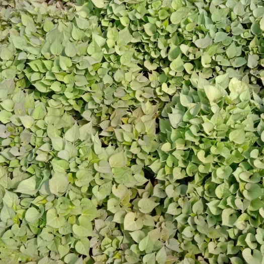 海城市西瓜红红薯苗 辽宁红薯苗产地批发东北鞍山海城地瓜苗早丰康薯28甜甜香西瓜红