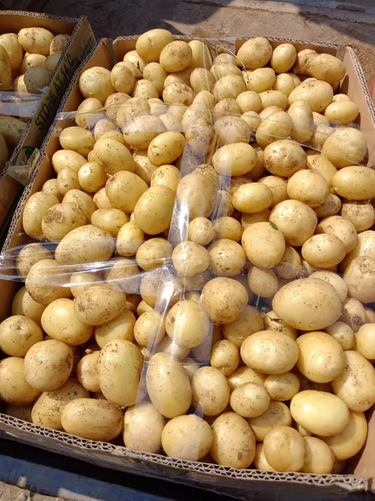 专业大量油炸迷你土豆迷你马铃薯迷你小土豆迷你小洋芋供应批发 专业大量油炸迷你土豆迷你马铃薯迷你小土豆迷你小洋芋供应批发