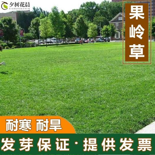 果岭草种子草坪种子 护坡固土草籽 绿化草种