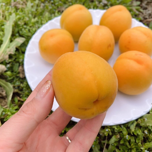 【陕西金太阳头茬大黄杏】 农家种植酸甜爽口新鲜