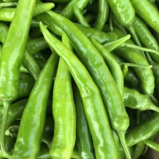 博白县杭椒 2号杭，大量上市中，货源充足，品质保证！可以实地