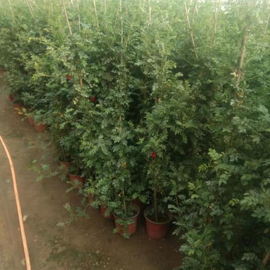海城市爬蔷薇 蔷薇基地，大量货源