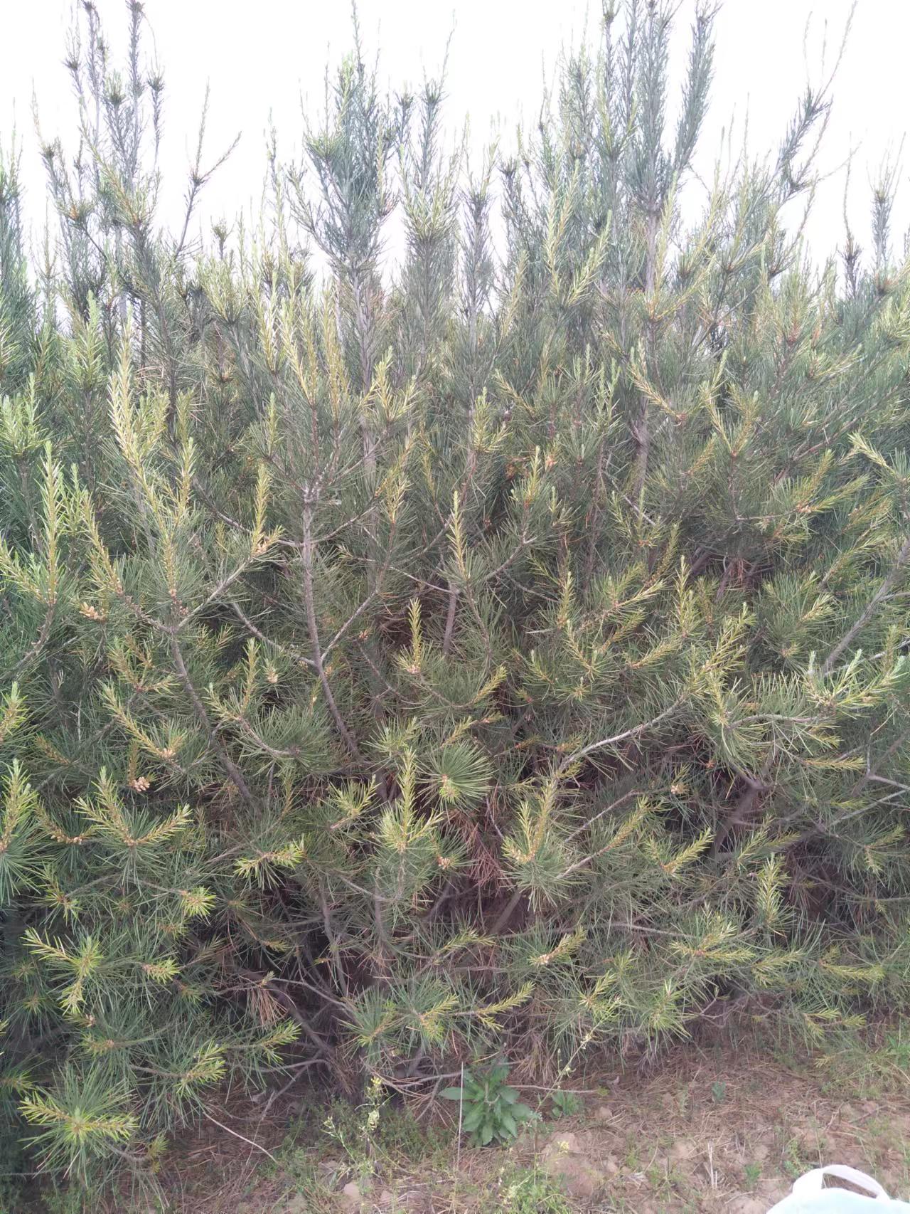  白皮松，西安长安区白皮松！西安长安区2--3米高