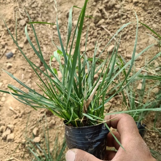 青州市 小兔子狼尾草 狼尾草小杯苗 基地现货