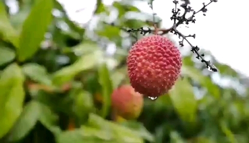 广州 正宗增城荔枝