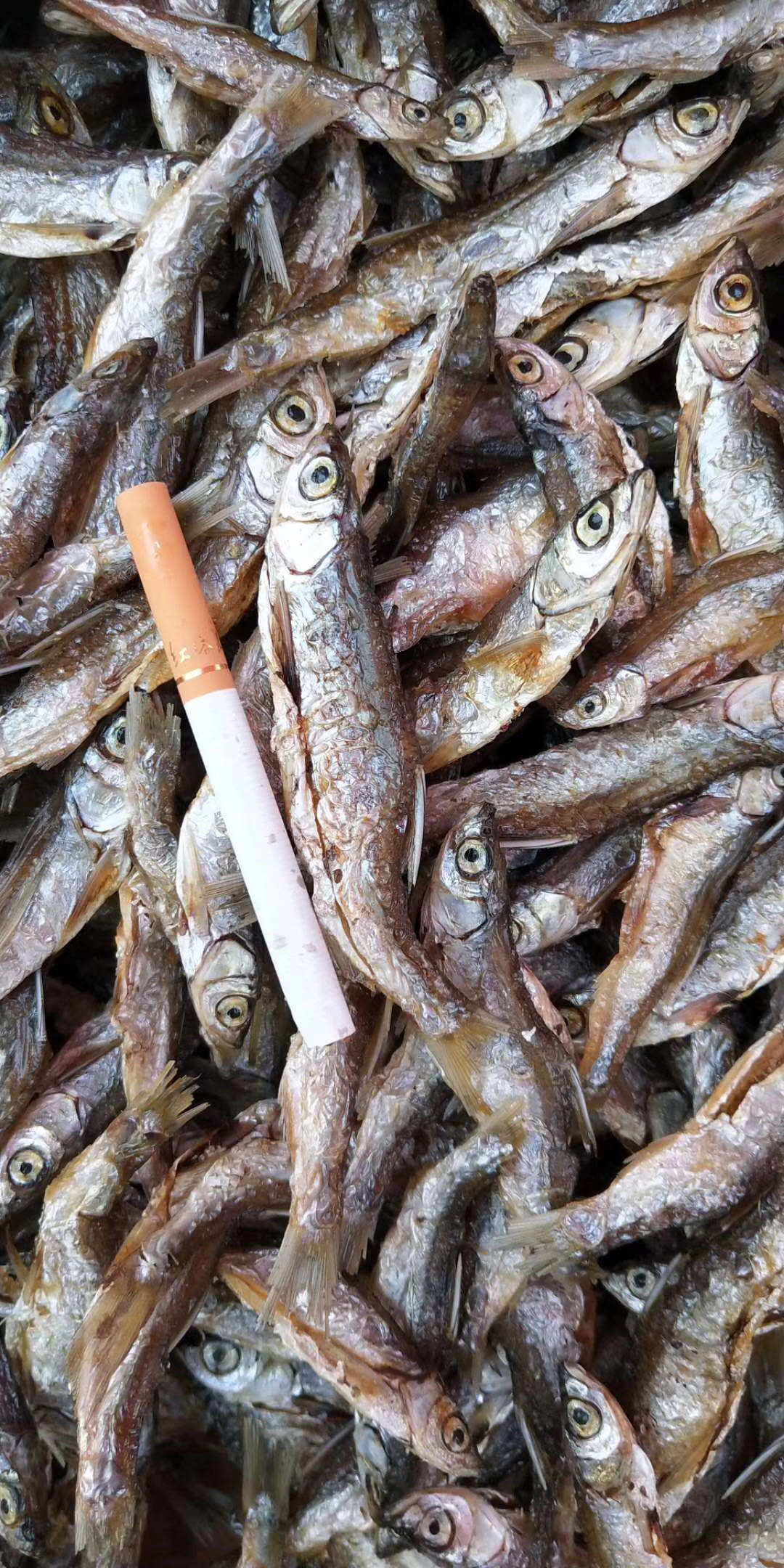 麥穗魚干 油炸開肚小魚干 餐條魚 小白條干