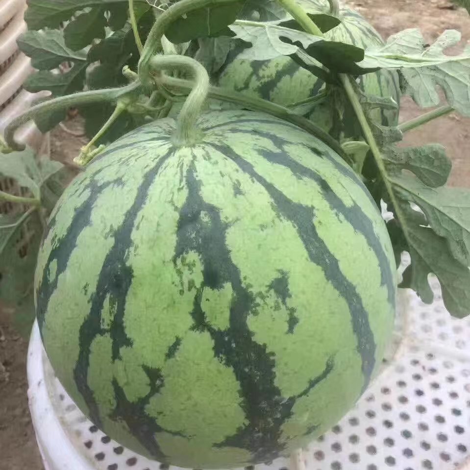 美都西瓜8424西瓜基地直发保质保量，