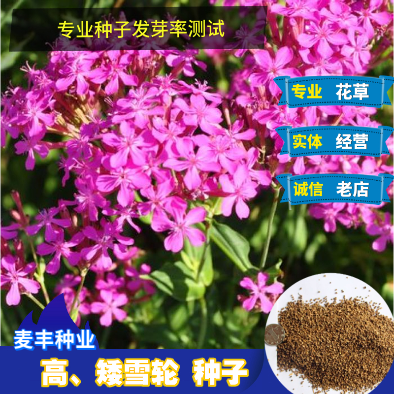 南京高雪轮种子 矮雪轮种子 美人草 耐寒耐旱四季室内阳台播种花卉