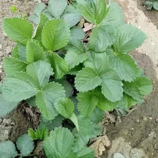 龙里县白草莓 草莓苗