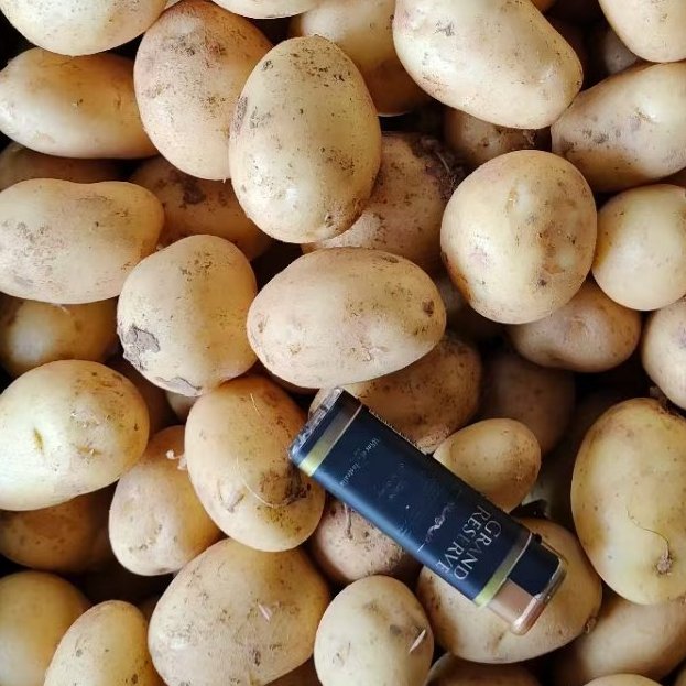 专业大量油炸迷你土豆迷你马铃薯迷你小土豆迷你小洋芋供应批发 专业大量油炸迷你土豆迷你马铃薯迷你小土豆迷你小洋芋供应批发