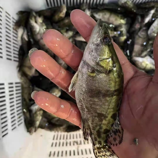 南宁桂鱼苗 桂花鱼苗，可训料，一手货源，技术支持，可现场或视频看