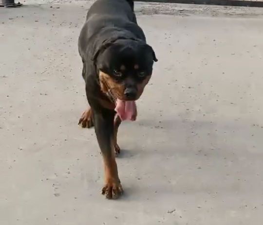 邢台罗威纳犬 罗威纳幼犬