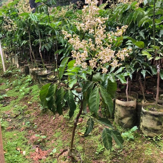 灵山县贵妃黄皮果苗 贵妃黄皮苗杯苗