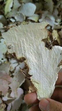 松桃县金刚藤，菝葜，土太片，土茯苓供应