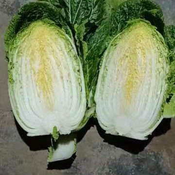 黄心大白菜  金翡翠黄心白菜大量上市全国各地物流发货产地直销