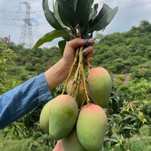 百色台农芒 产地人，自家有果园，也做代办，一件代发，产地直供，走量，诚信