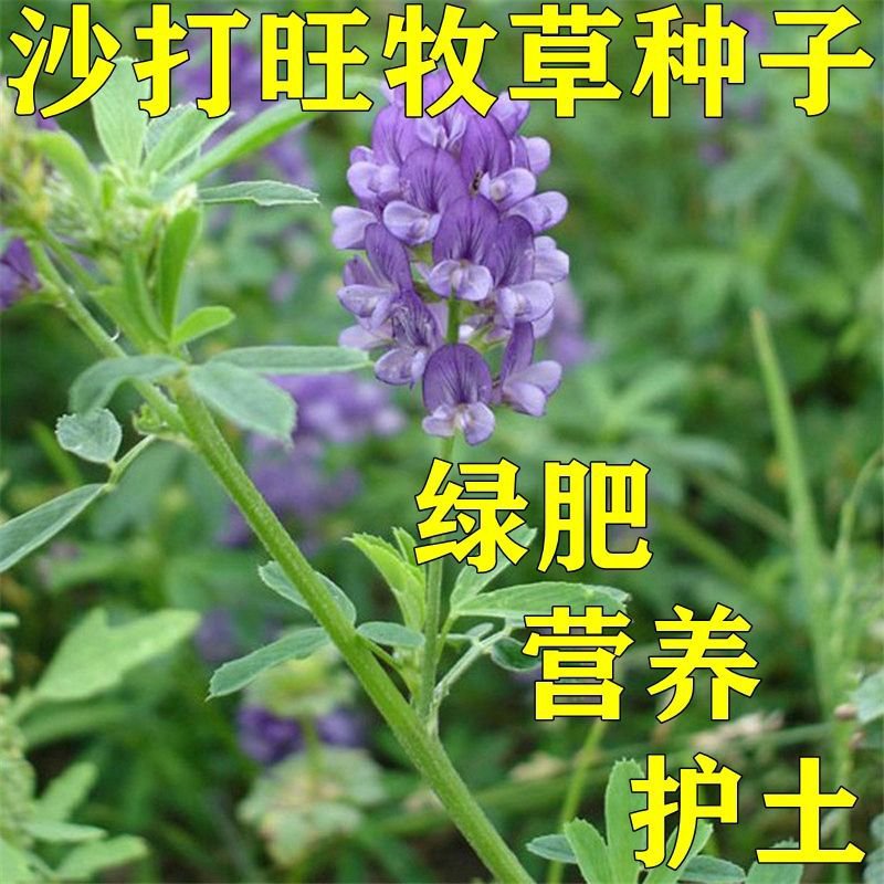 南京沙打旺种子 多年生牧草 牲畜饲料耐旱耐寒牧草防风固土量大优