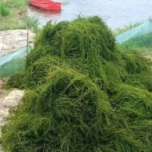 安新县金鱼藻，伊乐藻 ，轮叶黑藻，马来眼子菜
