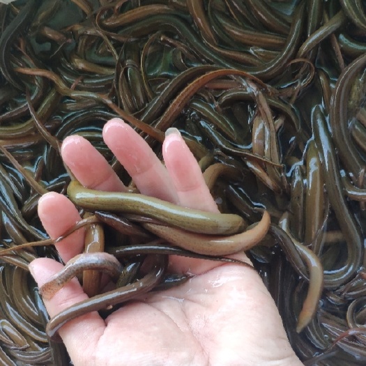 南宁 正大9号黄鳝苗 黄鳝，正大九号鳝，好喂养，