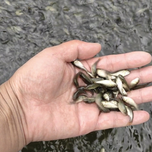 商丘精品鲤鱼苗，大小都有，产地直销，百万现货，无伤无病皮毛好。
