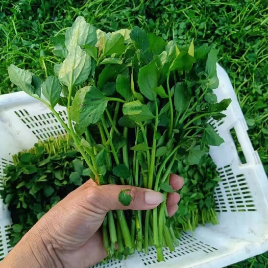 阳山县豆瓣菜 广东阳山泉水 西洋菜。脆，嫩！香。值得推荐。