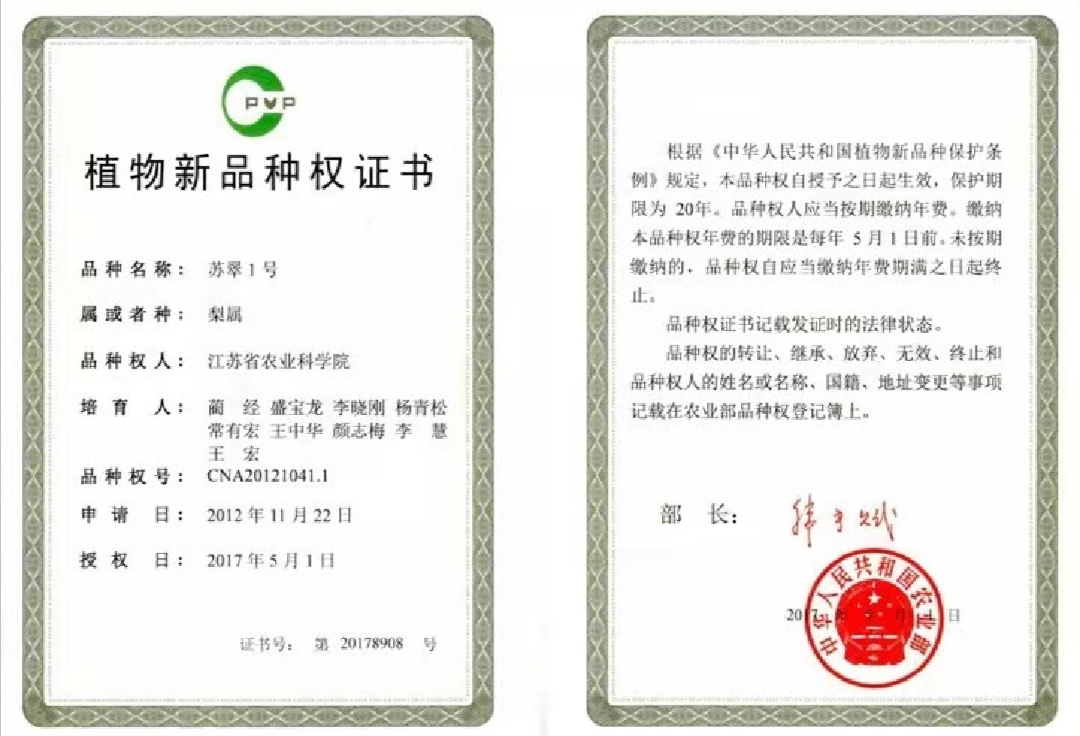 酥翠一号梨  特优早熟梨，果品端正，肉质细腻，丰产性高！