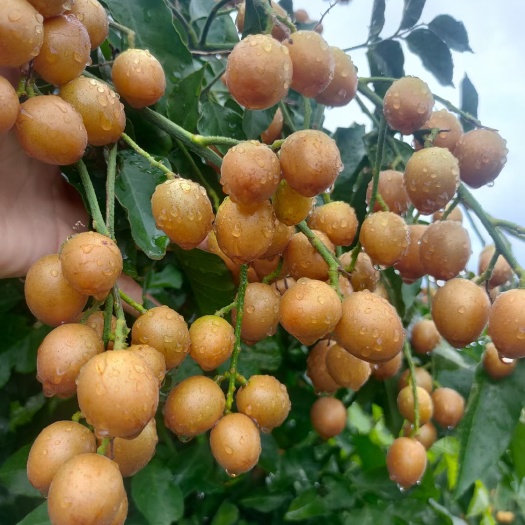 灵山县黑黄皮果苗 黑黄皮苗