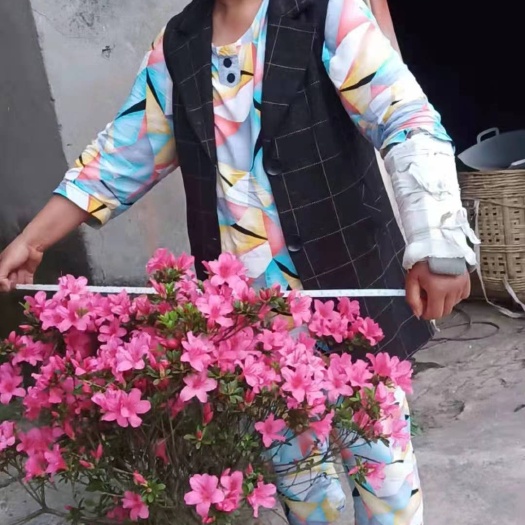 重庆市 夏鹃，笼子带土球，量大