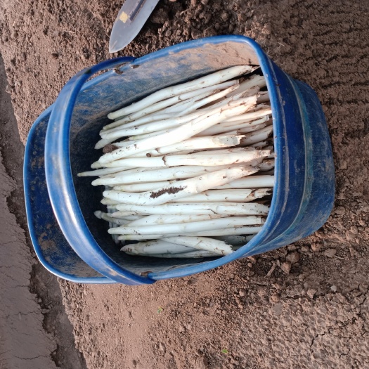 潍坊 潍坊白芦笋已上市，芦笋营养，味道鲜美，世界名菜之一