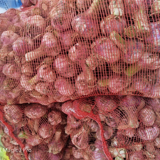 临颍县太空蒜  大蒜 河南早熟蒜