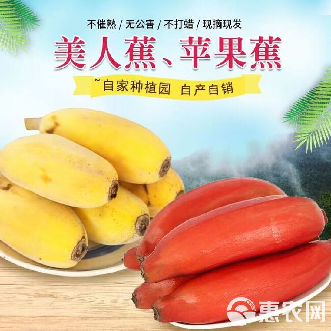 福建红香蕉/苹果蕉/双拼
