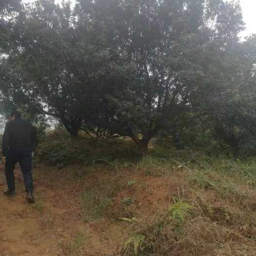 靖州县 地经25以上杨梅树