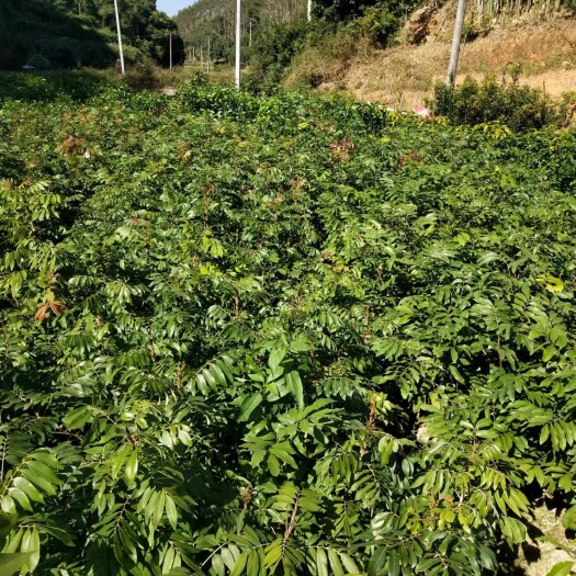 北流市 石硖龙眼苗，储良龙眼苗，四季龙眼苗